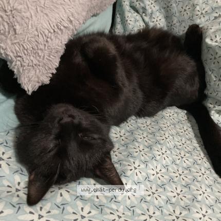 Photo 1/1 Bagheera Chat lost in Biscarrosse