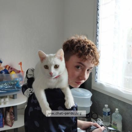 Photo 1/1 Uta Chat lost in Serqueux