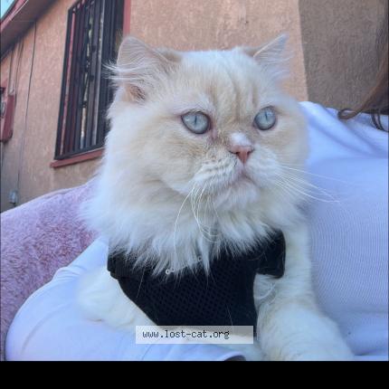 Photo 1/1 Nene Chat lost in Compton