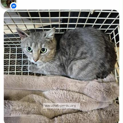 Foto 1/1 Kat teruggevonden Vermist in Saint Pierre Libramont Chevigny