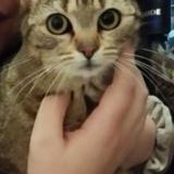 Picture of cat lost at Prauthoy