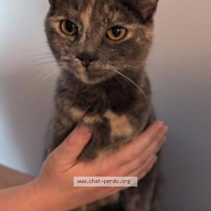 Photo 1/1 Roxanne Chat lost in Beauharnois