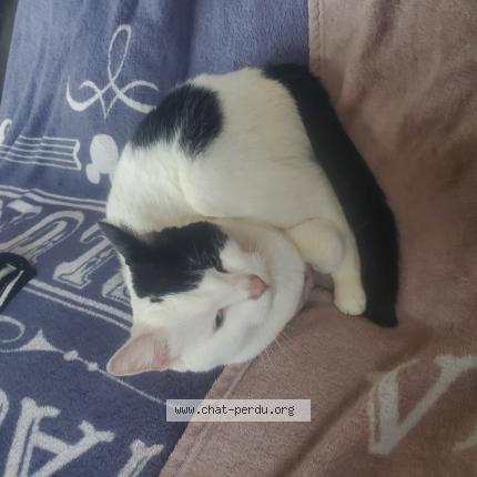 Foto 1/1 Kat teruggevonden Gevonden in Wepion
