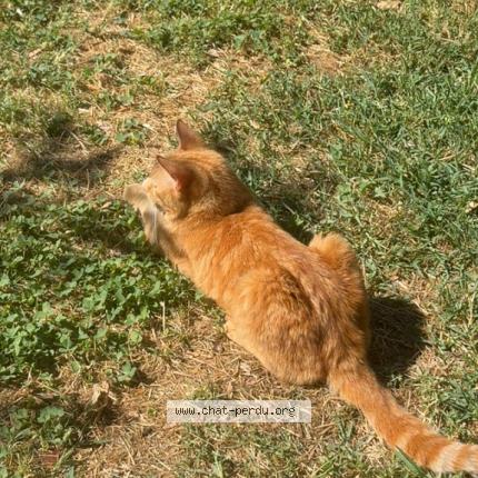 Photo 1/1 Found cat Found in Sainte anastasie sur issole