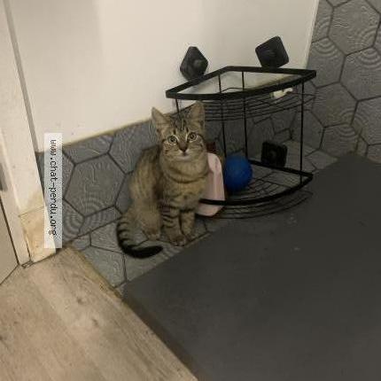 Photo 1/1 Cardi Chat lost in Saint martin des pres