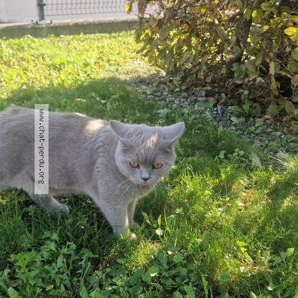 Photo 1/1 Grisou Chat lost in Habsheim