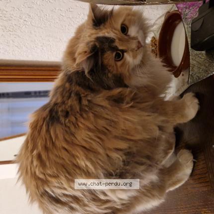 Photo 1/1 LILOU Chat lost in Le barcares