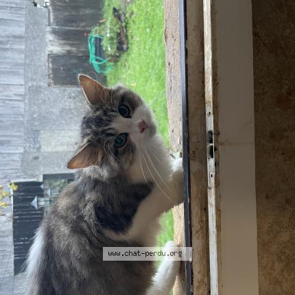 Photo 1/1 Found cat Found in Vitrac