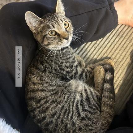 Photo 1/1 Found cat Found in Riverside