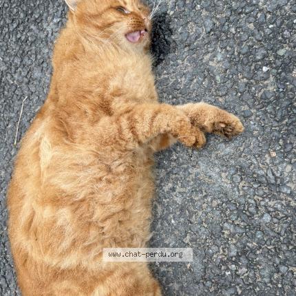 Photo 1/1 Found cat Found in Champtoce sur loire