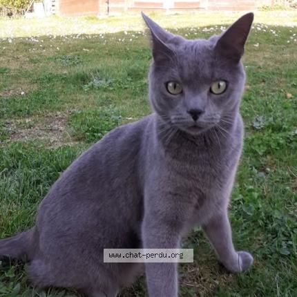 Photo 1/1 TOSCA Chat lost in Dontreix