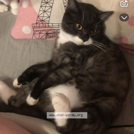 Photo 1/1 Simba Chat lost in Renaix