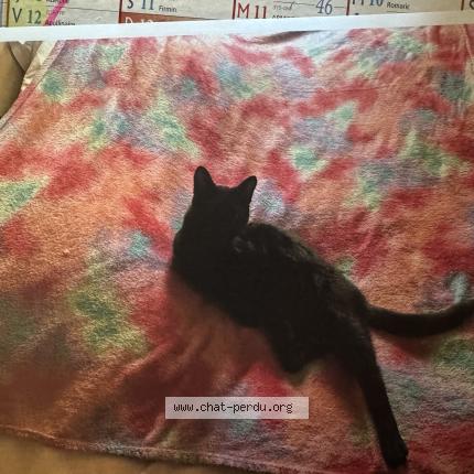 Photo 1/2 MINETTE Chat lost in Saint lambert des bois