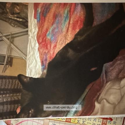 Photo 2/2 MINETTE Chat lost in Saint lambert des bois