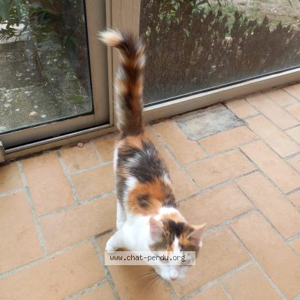 Photo 1/1 Coquette Chat lost in Montauban