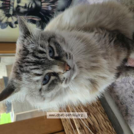 Photo 1/1 Found cat Found in St quentin sur isere