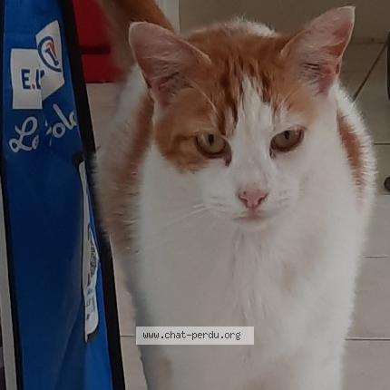 Photo 1/1 Polo Chat lost in Treflaouenan