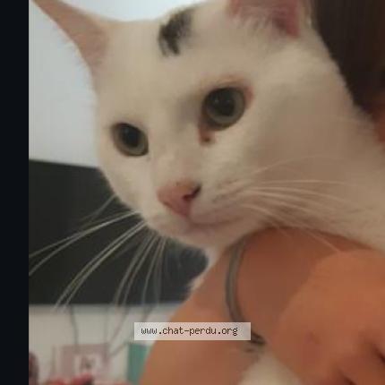 Photo 1/1 Bambi Chat lost in Vonnas