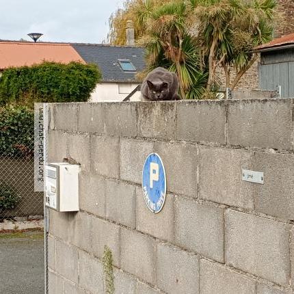 Photo 1/1 Found cat Found in Saint benoit des ondes