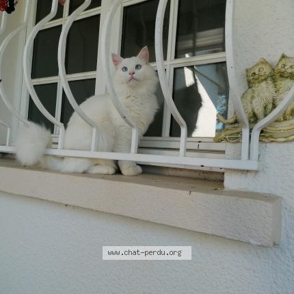 Photo 1/1 BIANCA Chat lost in Dompierre