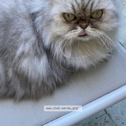 Photo 1/1 Beuheur Chat lost in Tours