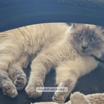 Photo 1/1 Azymondias Chat lost in Richemont