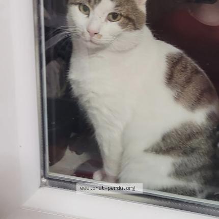 Photo 1/1 Found cat Found in Sivry courtry