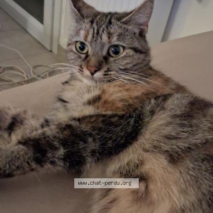 Photo 1/1 Aria Chat lost in Contres