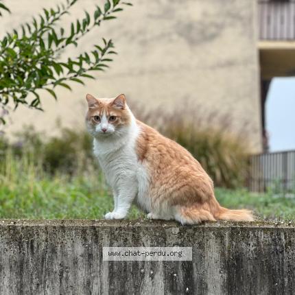 Foto 1/1 Wiedergefundene Katze Verloren in Orbe