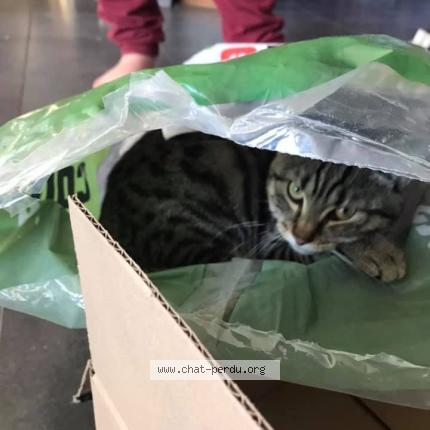 Foto 1/1 Kat teruggevonden Vermist in Hamoir