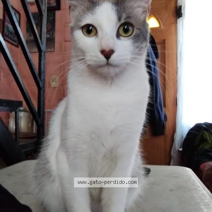 Photo 1/1 Kitty Chat lost in Santiago