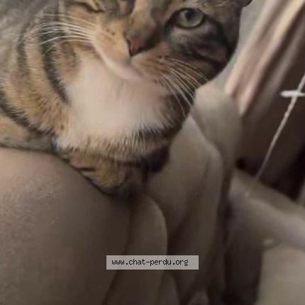 Photo 1/1 KIKI Chat lost in Paris