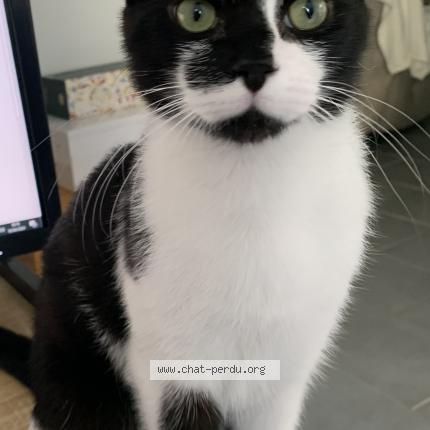 Photo 1/1 Micha Chat lost in Herouville en vexin