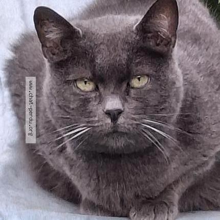 Photo 1/1 Found cat Found in Saint germain sur morin