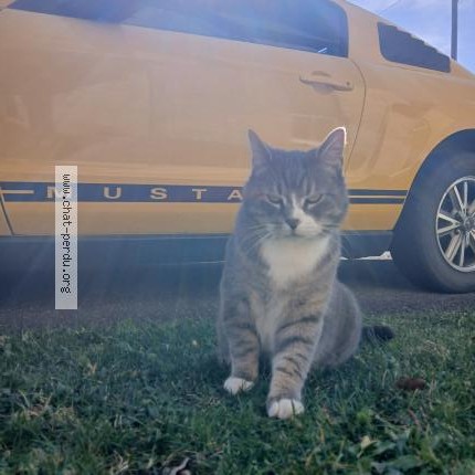 Photo 1/1 Reunited cat Lost in Saint Damien De Buckland