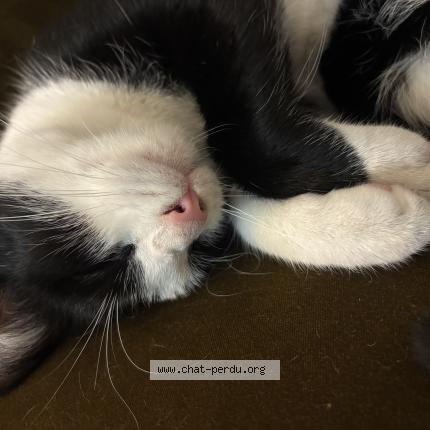 Photo 1/1 Raoul Chat lost in Lille