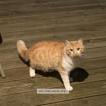 Photo 1/1 Found cat Found in La tronche