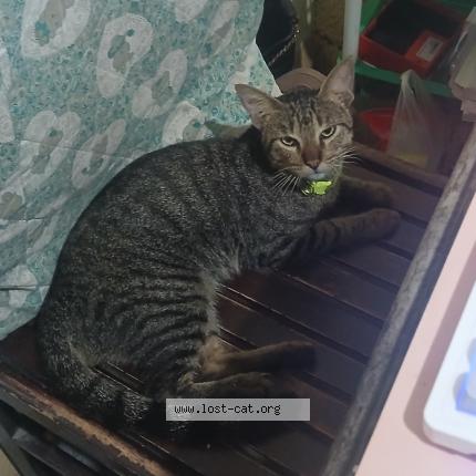 Photo 1/1 Chester Chat lost in Pili camarines sur