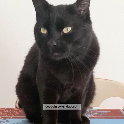 Photo 1/1 Winston Chat lost in Bronvaux