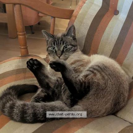 Photo 1/1 Cod&eacute;ine Chat lost in Sceaux d anjou