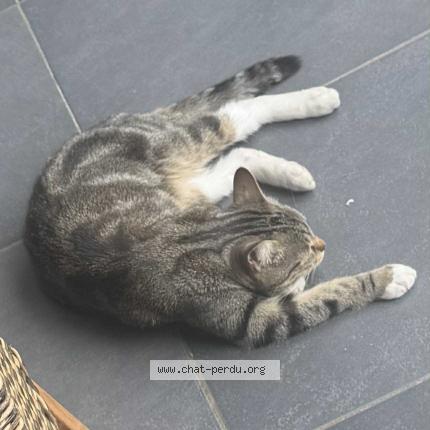 Photo 1/1 Ketty Chat lost in Fosses la ville