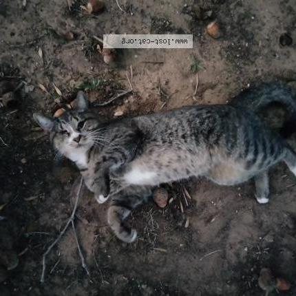 Photo 1/1 Found cat Found in Arlington