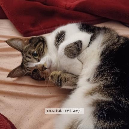 Photo 1/1 Harvey Chat lost in Bourg la reine