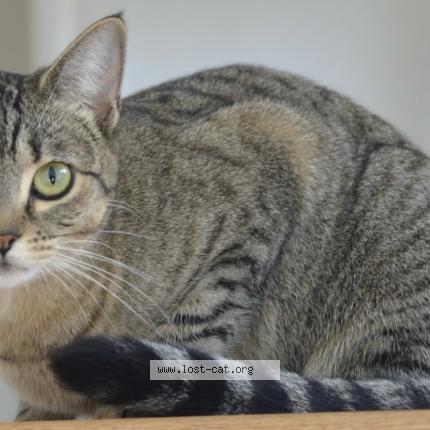 Photo 1/1 Auggie Cat lost in Richmond
