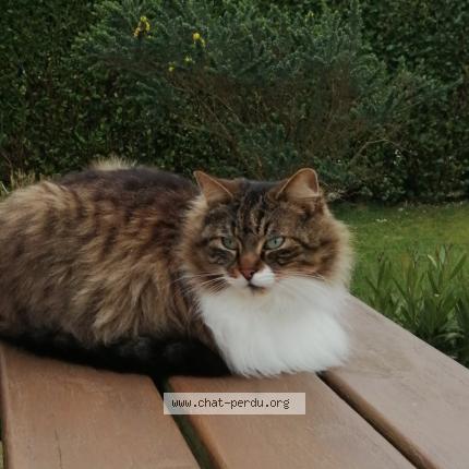 Photo 1/1 Pooki Chat lost in Plounevez lochrist