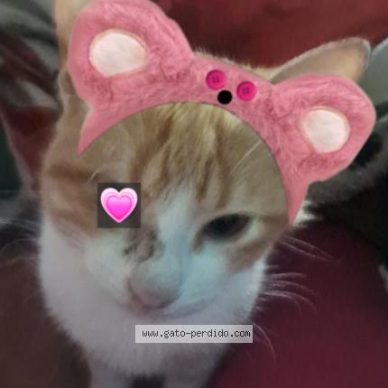 Photo 1/1 Mila Chat lost in Paraguay