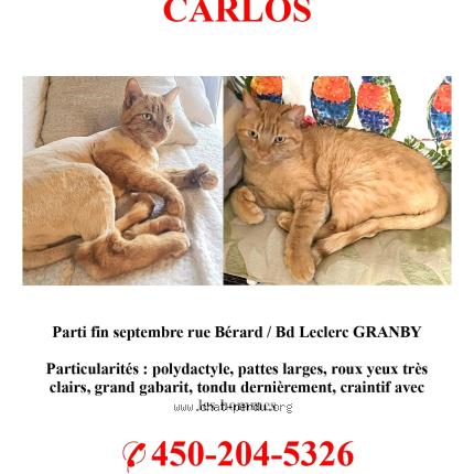 Photo 1/1 Carlos Chat lost in Granby