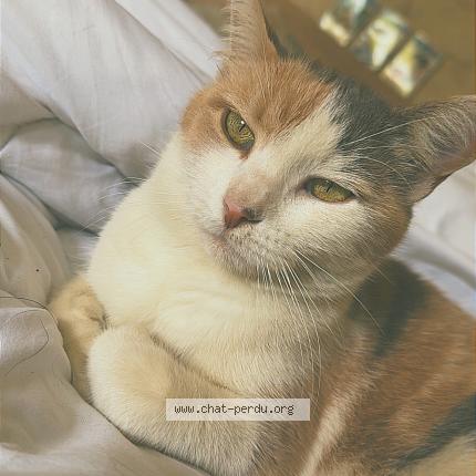 Photo 1/2 Biscotte Chat lost in Borderes