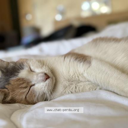 Photo 2/2 Biscotte Chat lost in Borderes