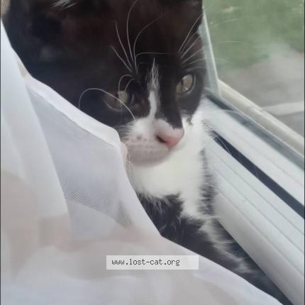 Photo 1/1 Molly Chat lost in Ny